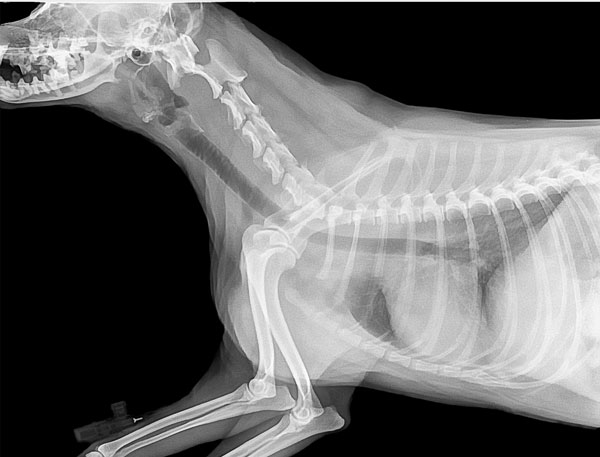 Vétérinaire-marguerittes-radiographie