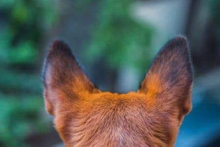 Conseils santé chiens -oreilles