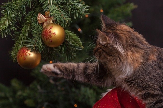 Le chat qui joue avec le sapin : une des scènes les plus partagées en cette période de fêtes