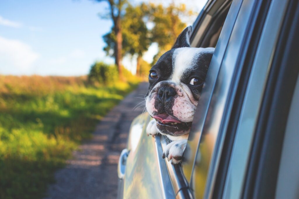 i vous voyagez en voiture, il convient de faire boire votre animal régulièrement afin de limiter le risque de déshydratation. (image Pixabay)