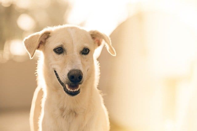 Chien à peau claire
