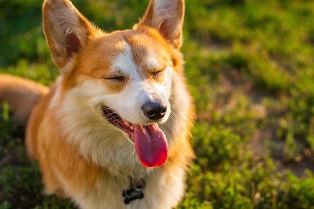 Chien-qui-halete.jpg