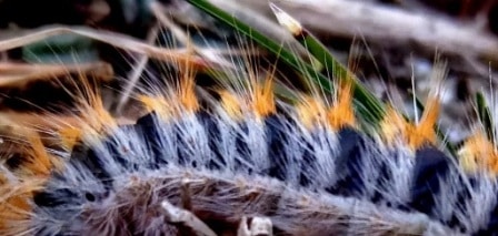 Gros plan sur poils urticants. Image Vetaction Conseil