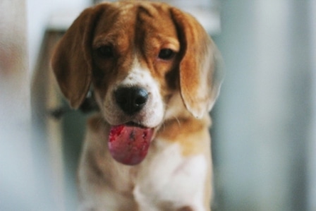 Chien après contact avec une chenille